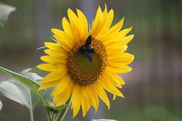 Sunflower is an annual plant of the popular kenikir-kenikir tribe, both as an ornamental plant and...