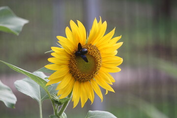 Sunflower is an annual plant of the popular kenikir-kenikir tribe, both as an ornamental plant and...