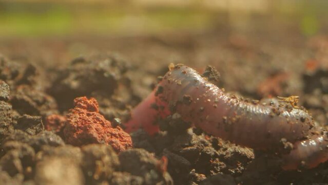 The worm crawls on the dug up earth