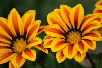 Fototapeta premium Flower