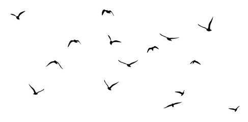 Obraz premium png flock of birds silhouette isolated on clear background