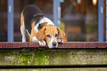 beagle at the station