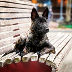 dutch shepherd puppie in the city 