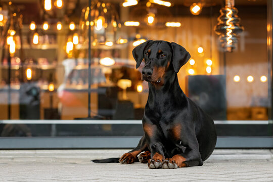 dobermann pincher in a shopping mall