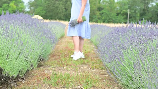 Lavender in the field. FLOWERING LAVENDER BUSHES IN A WARM SUMMER DAY. High quality 4k footage