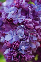 Blossoming lilac tree branch background. Spring background. Copy space. Soft focus	