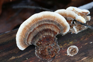 Trametes versicolor, commonly called the turkey tail or turkeytail, a bracket fungus from Finland