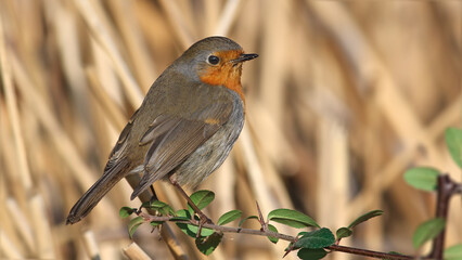 cute robin on a branch