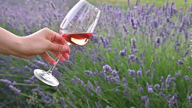 Lavender in the field. FLOWERING LAVENDER BUSHES IN A WARM SUMMER DAY. High quality 4k footage