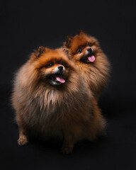 two pomeranian spitz dogs sit on a chair on a black background