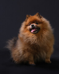 Red-haired Pomeranian spitz dog sits with his tongue hanging out