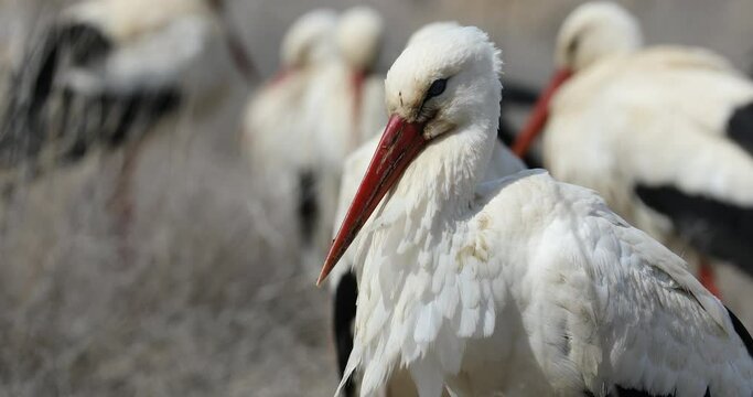 paused on the great migration path of the white stork