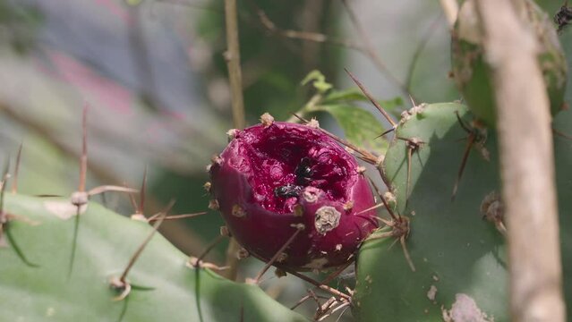 Discover the fascinating world of insects as you witness two of them devouring a purple cactus fruit.