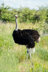 ostrich in the wild