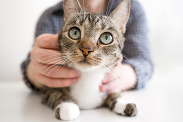 Closeup of owner petting domestic cute cat with big green eyes
