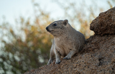 Hyrax Hideaway: A Peaceful Moment on the Rock, Hyrax Sitting on Rock