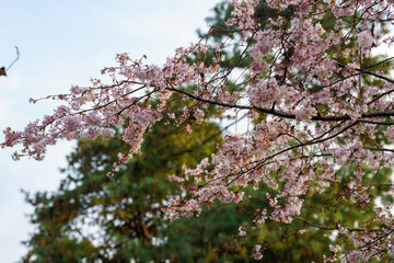 Fototapeta premium Flowered trees at Milan in March