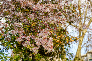 Flowered trees at Milan in March