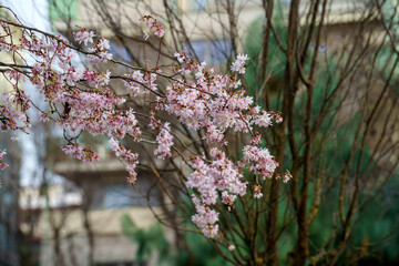 Flowered trees at Milan in March