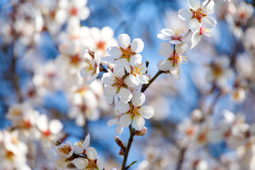 Blooming white branch against the blue sky