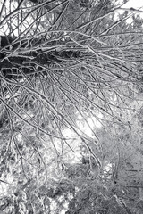 A tranquil winter scene of a pines forest covered in snow