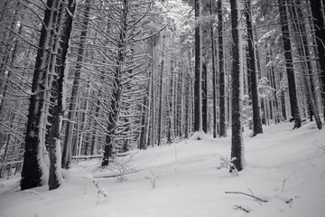 A tranquil winter scene of a pines forest covered in snow