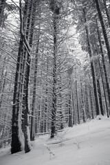 A tranquil winter scene of a pines forest covered in snow