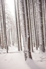 A tranquil winter scene of a pines forest covered in snow