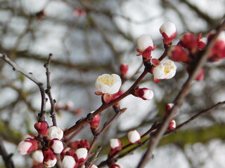 blossom in spring