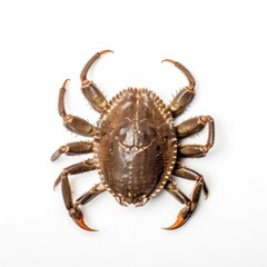 crab spider