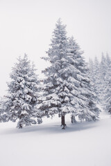 Pine trees covered in the thick white snow 
Carpathian mountains in Ukraine