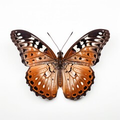 butterfly on a white background