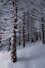 Fototapeta premium Beautiful view of the winter forest with snow-covered pine trees