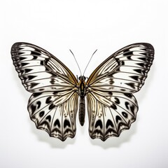 butterfly isolated on white