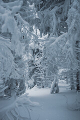 Beautiful view of the winter forest with snow-covered pine trees