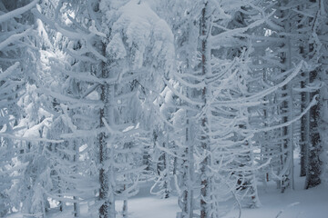 Beautiful view of the winter forest with snow-covered pine trees