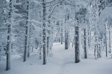 Beautiful view of the winter forest with snow-covered pine trees