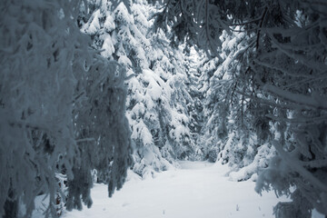 Beautiful view of the winter forest with snow-covered pine trees