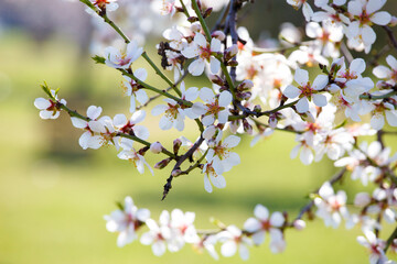 Blooming white branch against the background of green grass