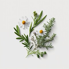 Fototapeta na wymiar camomile and sun flower isolated white background
