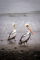 Two pelicans