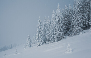 Winter wonderland with snow-capped pine trees in the mountains