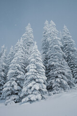 A snowy forest landscape with tall pine trees in the mountains