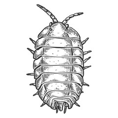 Wood louse insect engraving PNG illustration with transparent background