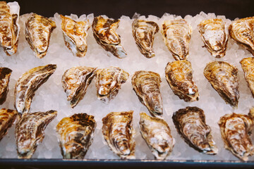 oysters on ice