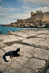 Cat lying down on a stone syrface in front of Qaitbay fort. Citadel of Qaitbay, Alexandria, Egypt