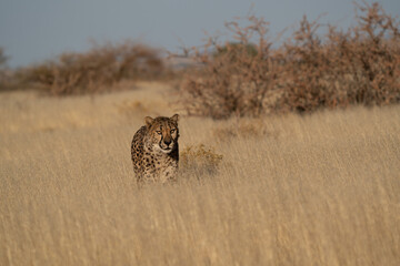 A cheetah searching for prey in the grasslands of the Kalahari Desert in Namibia.