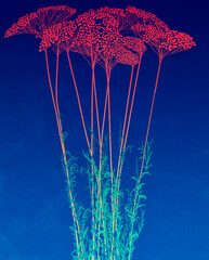Ilustracja grafika wysoka trawa z kolorowymi czerwonymi kuleczkami motyw roślinny na niebieskim tle. - obrazy, fototapety, plakaty