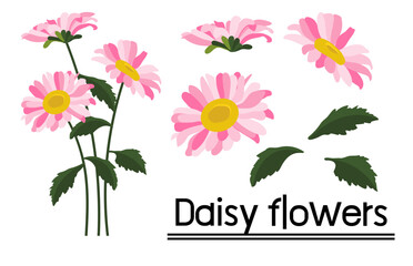 Daisy flower background.Eps 10 vector.