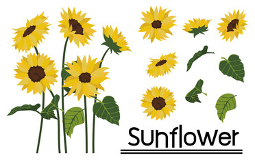 set of sunflowers